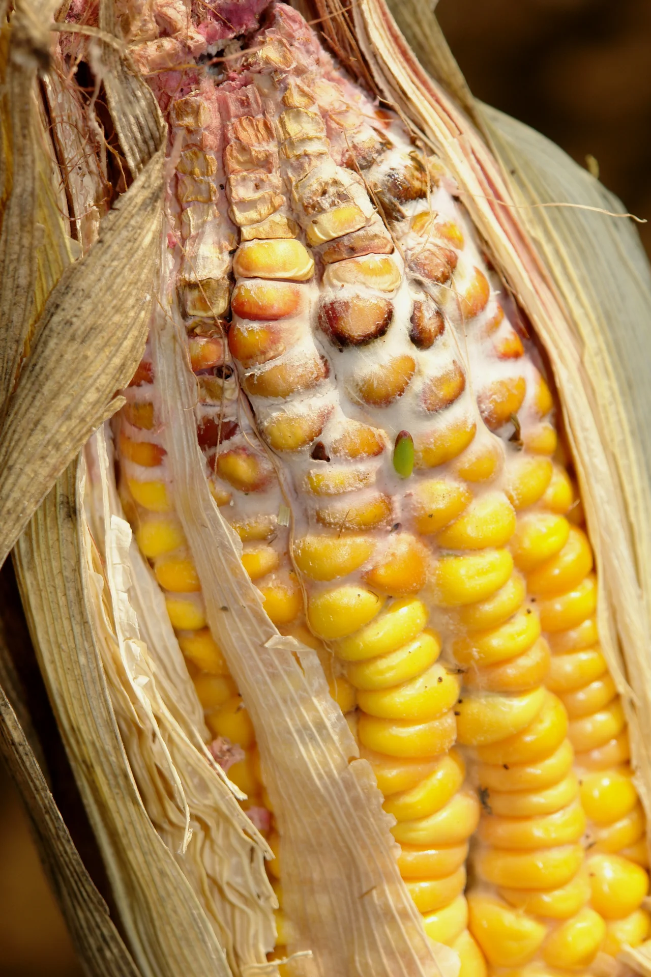 Maize cob with husk peeled back showing white and pink mould webbing over rotting kernels near the tip