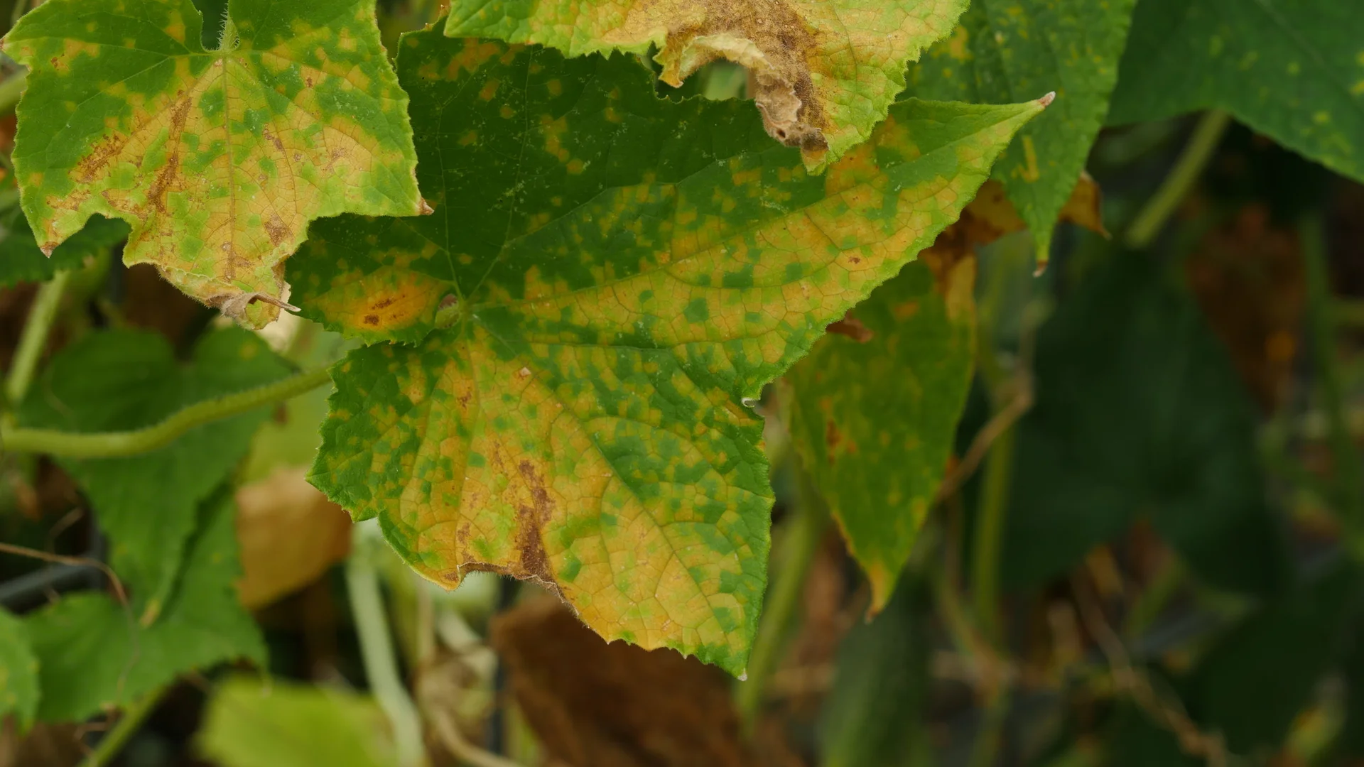 Cucumber leaf with angular yellow downy-mildew patches boxed in by the leaf veins