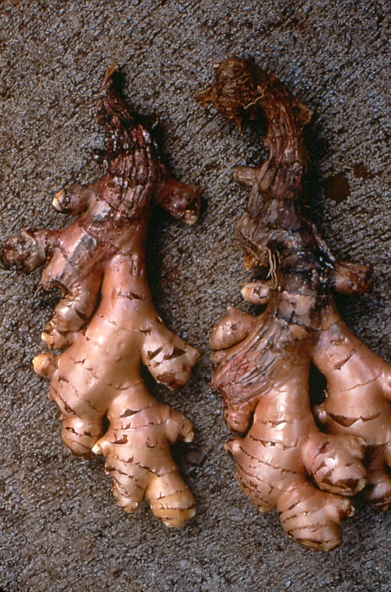 Two lifted ginger rhizomes with the shoot end rotted dark brown and shrivelled at the collar