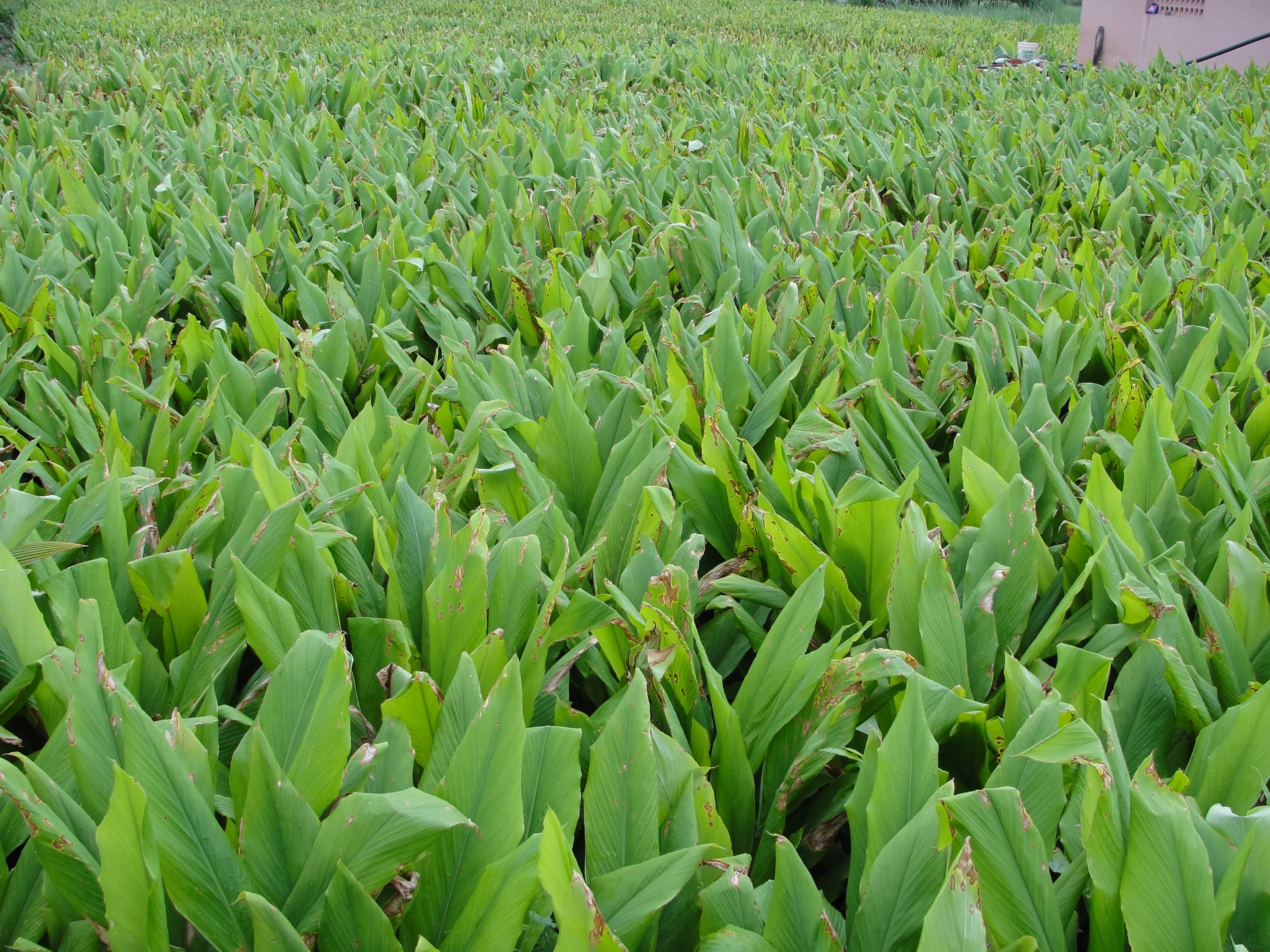 Turmeric plants growing in a field, showing the broad lance-shaped leaves