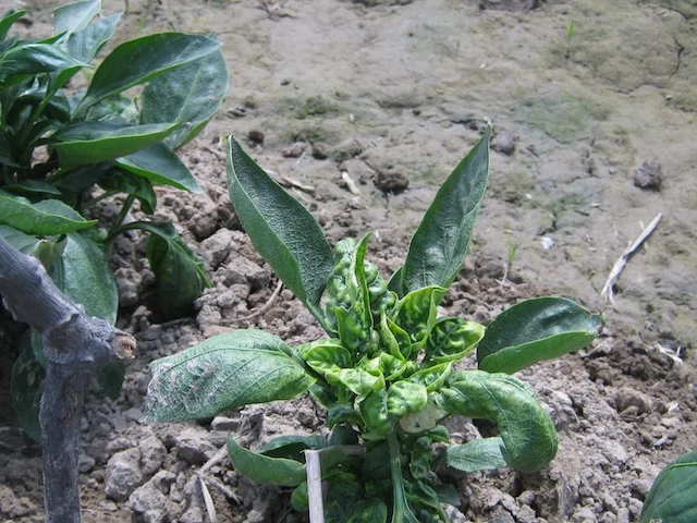 Severely stunted plant with a crumpled, cupped, deformed growing tip caused by leaf curl virus — shown on a pepper (a host of the same whitefly-borne virus).