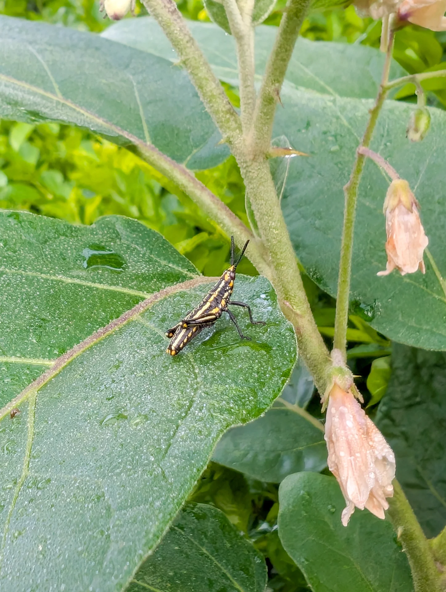 A wingless young grasshopper (nymph or 'hopper'), black with yellow stripes, resting on a crop leaf in Uganda