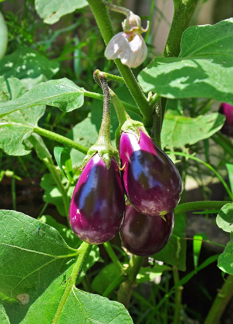 Eggplant