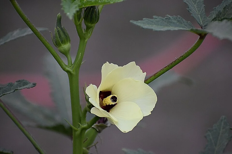 Okra