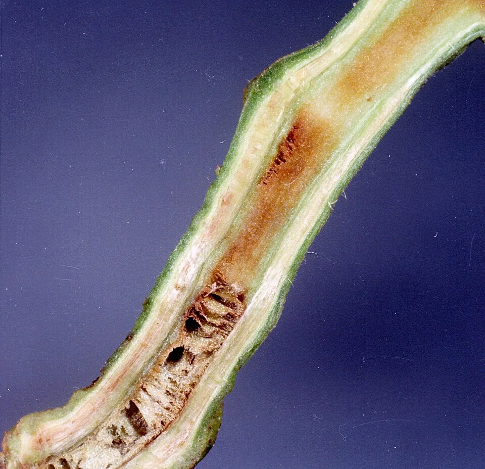 Bacterial wilt
