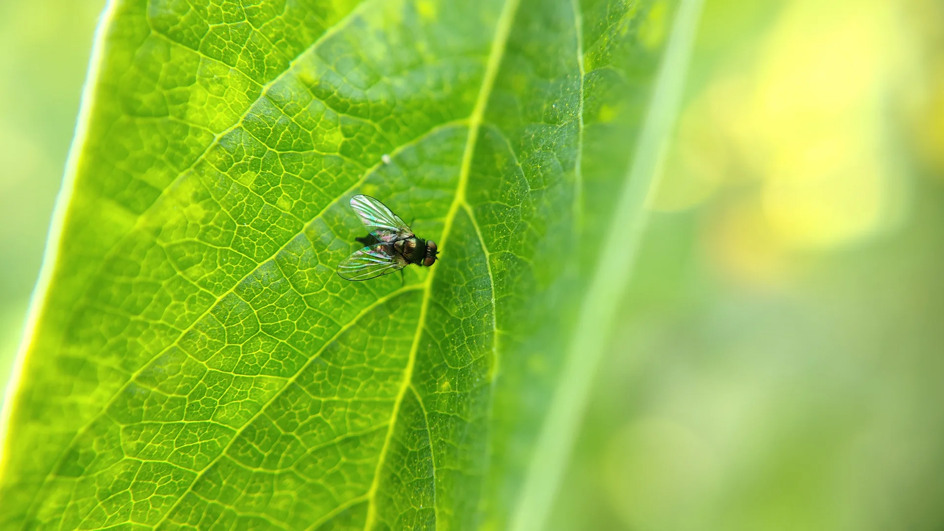 Tiny shiny-dark adult pigeon-pea pod fly resting on a green leaf in the field