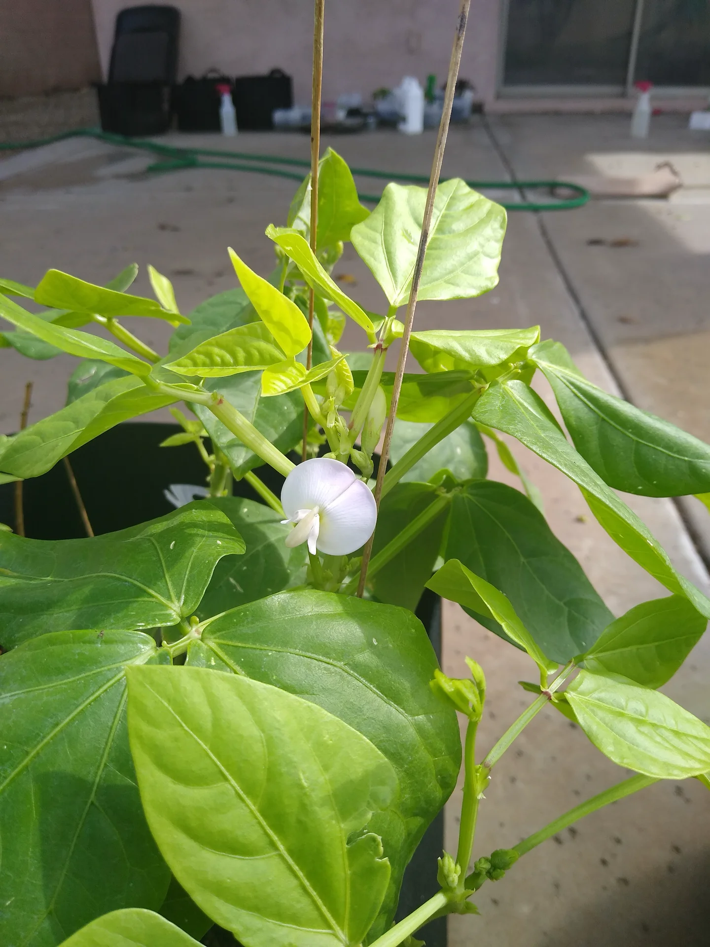 Cowpea plant with trifoliate leaves and a pale white-lilac pea flower