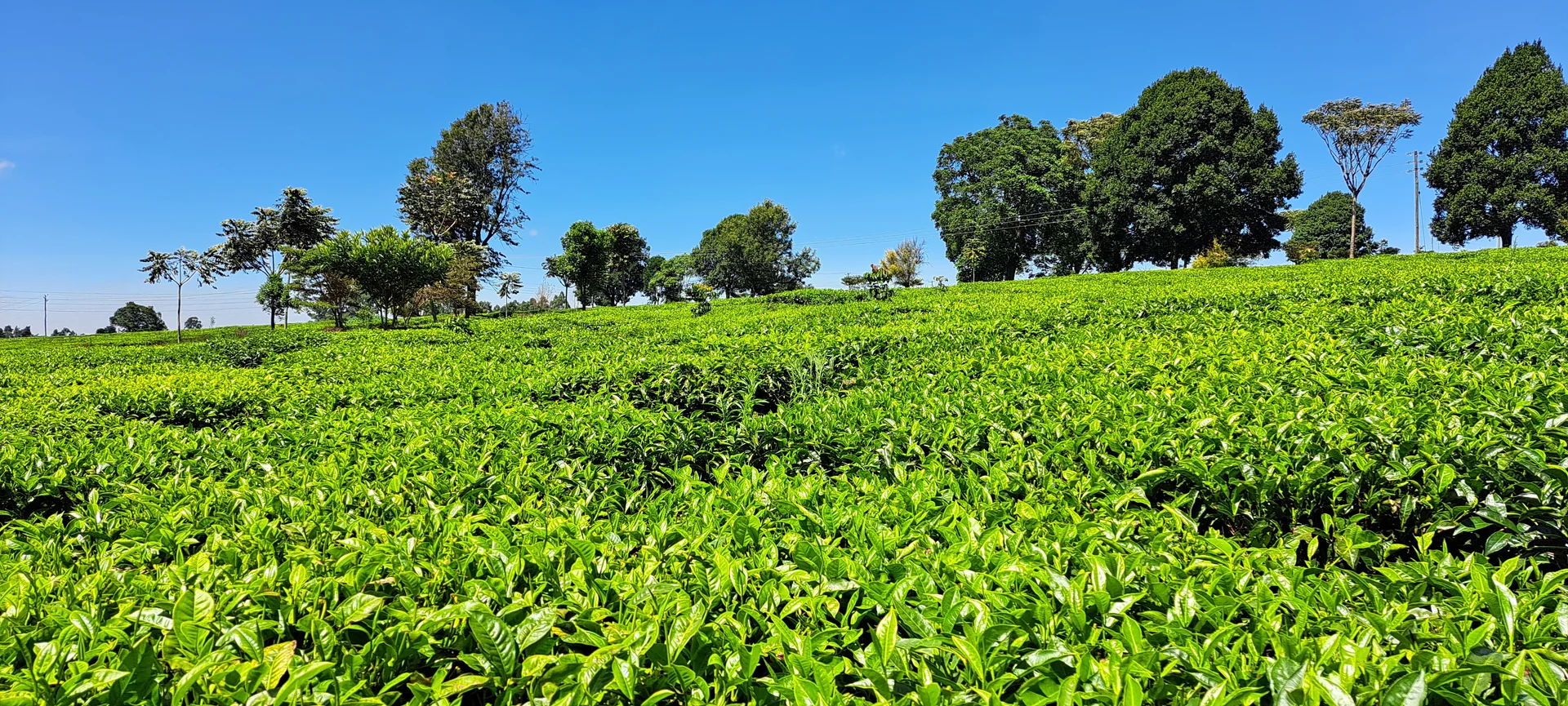 A tea plantation of flat-topped, waist-high tea bushes with fresh green flush, Kenya
