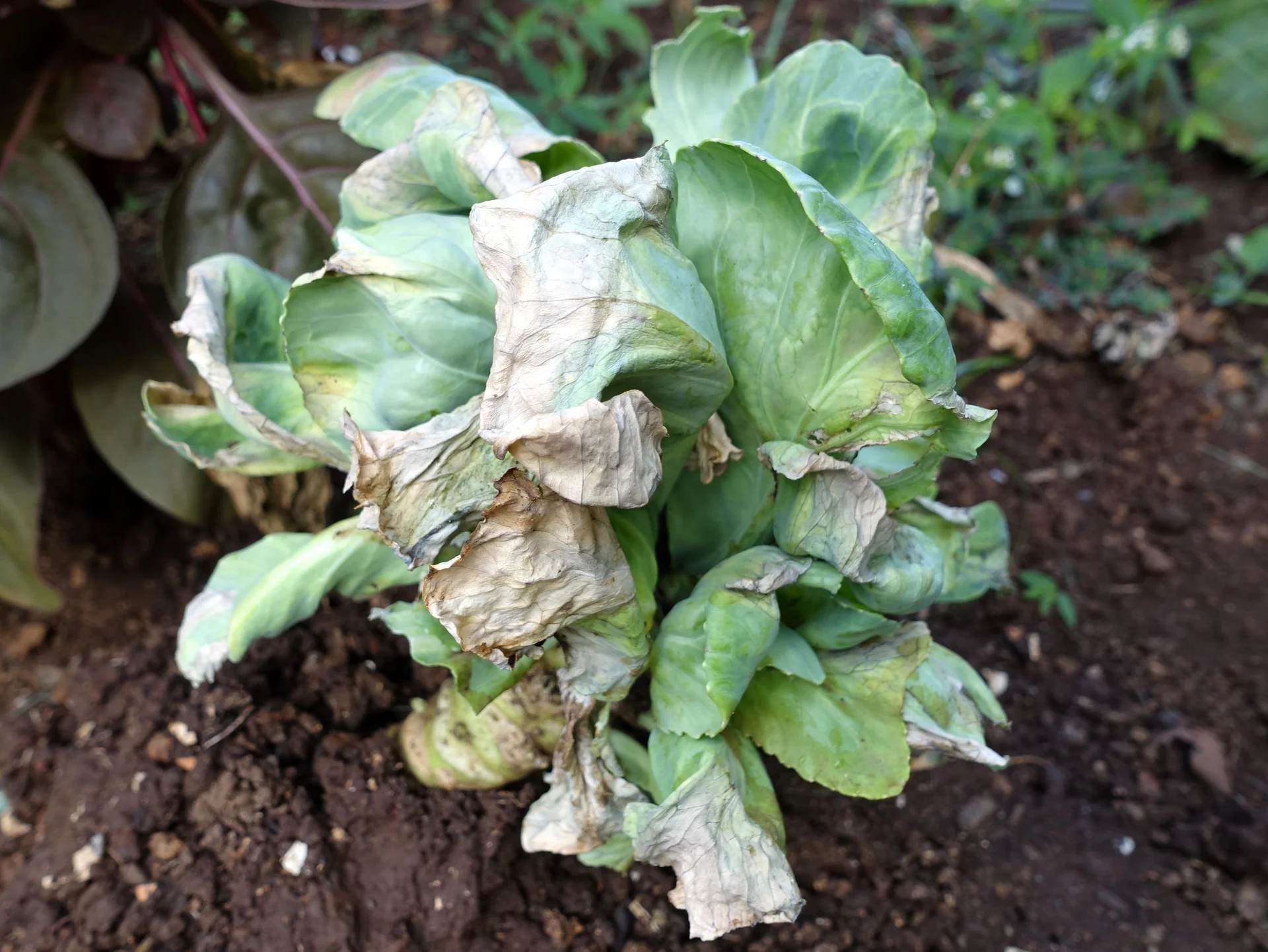 A whole cabbage plant in the field stunted by black rot, with its outer leaves wilted and dried papery-brown.