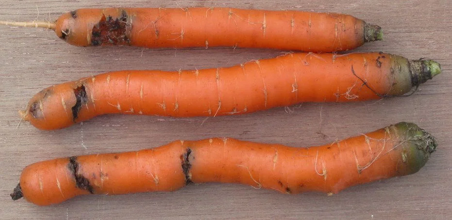 Carrots scarred and pitted with rusty-brown lesions from carrot fly maggot damage