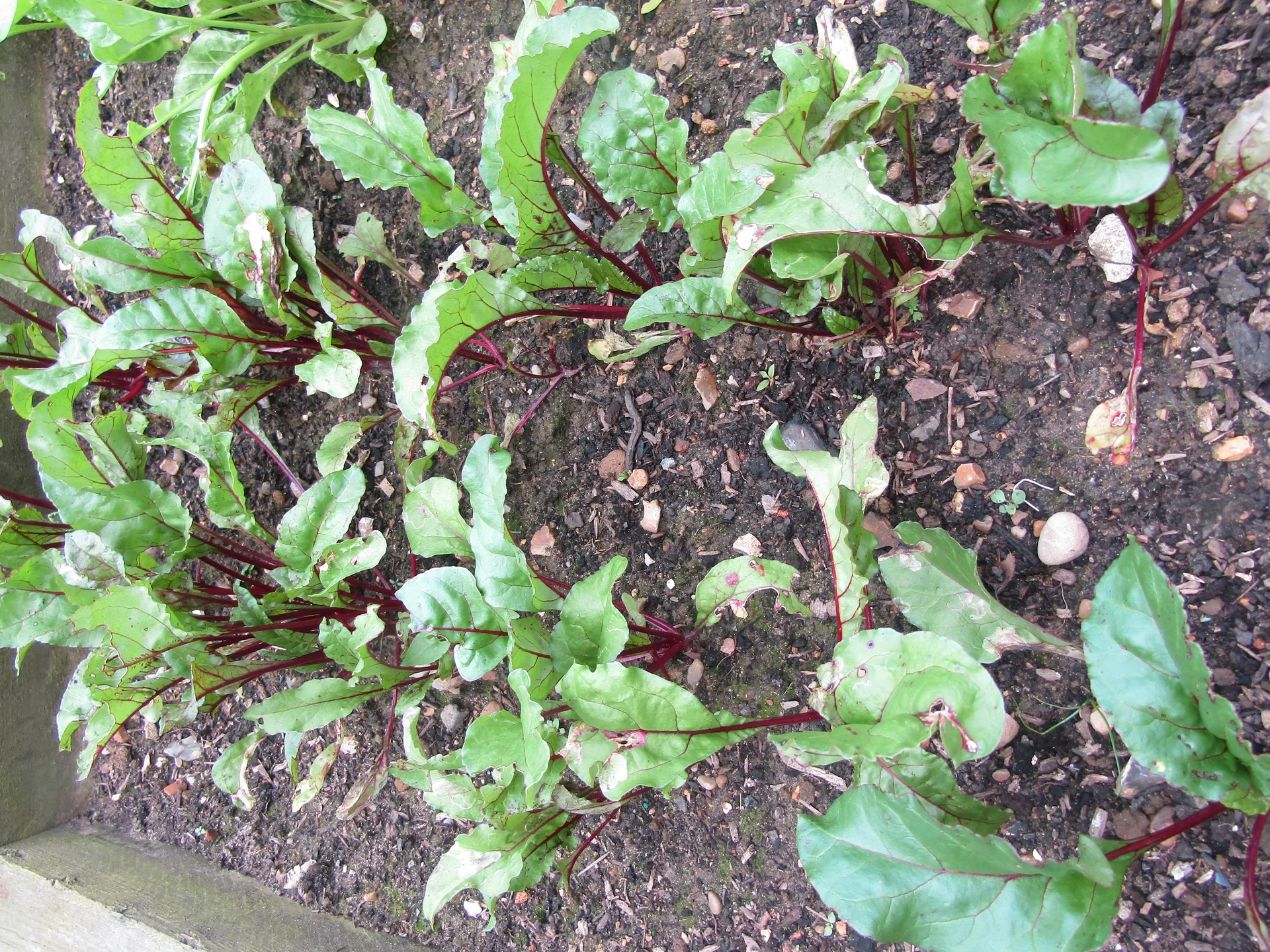 Young beetroot plants growing in a garden bed, with green leaves on distinctive deep-red stems and veins