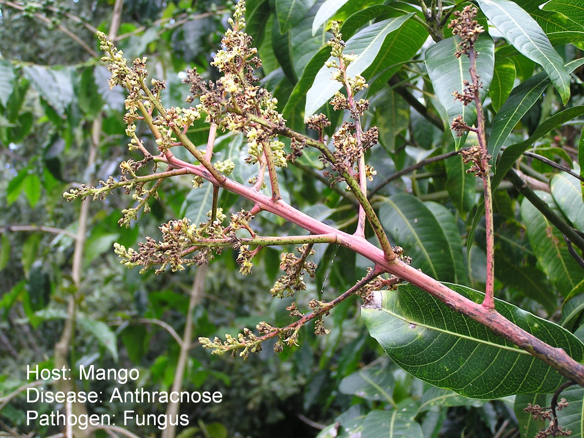 Mango flower panicle blackened and blighted by anthracnose on the tree