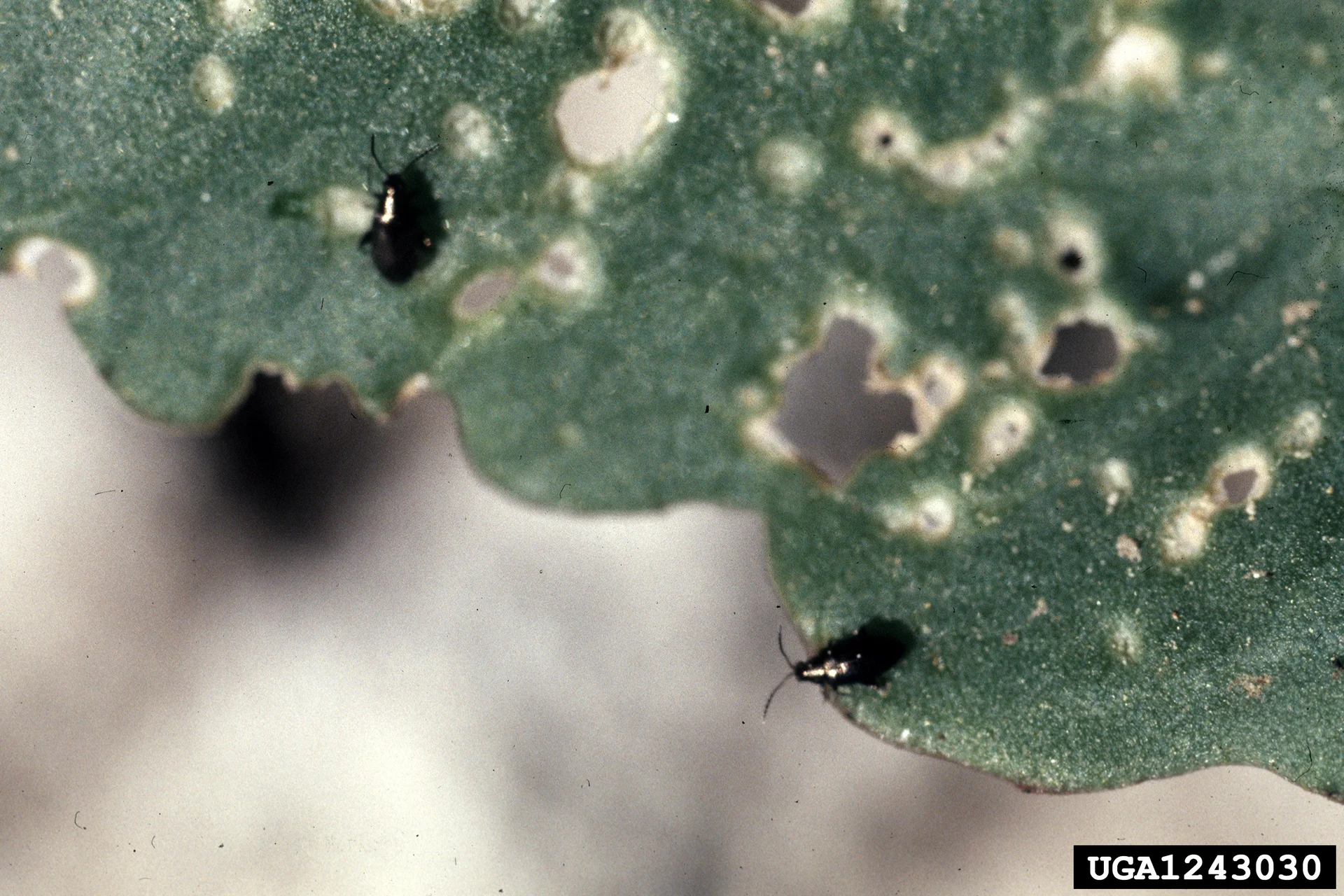 Tiny shiny black flea beetles on a cabbage leaf peppered with pale round shot-hole feeding pits
