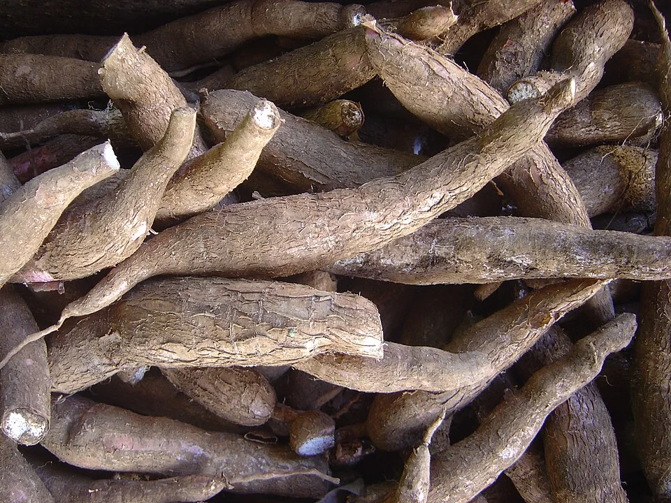 Cassava green mite