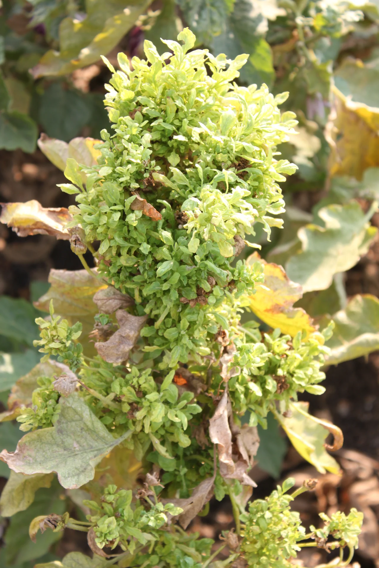 Brinjal (eggplant) shoot deformed by little leaf phytoplasma into a dense witches'-broom of tiny pale crowded leaves, with normal larger leaves dying off around it
