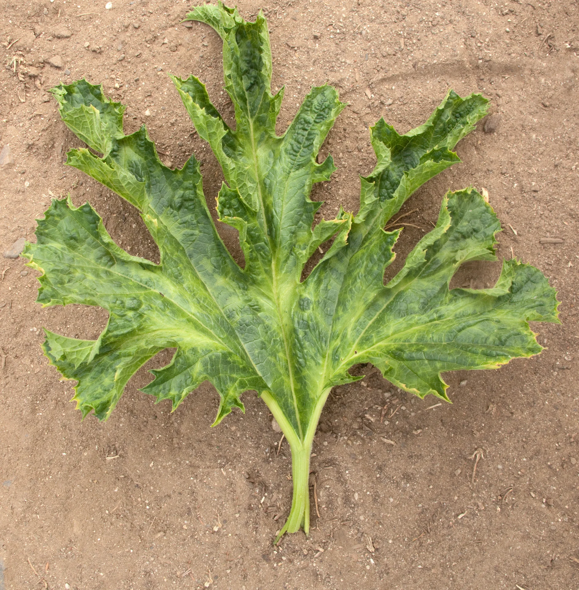 Zucchini leaf distorted into narrow, strap-like fern shapes with green mottling from cucurbit mosaic virus