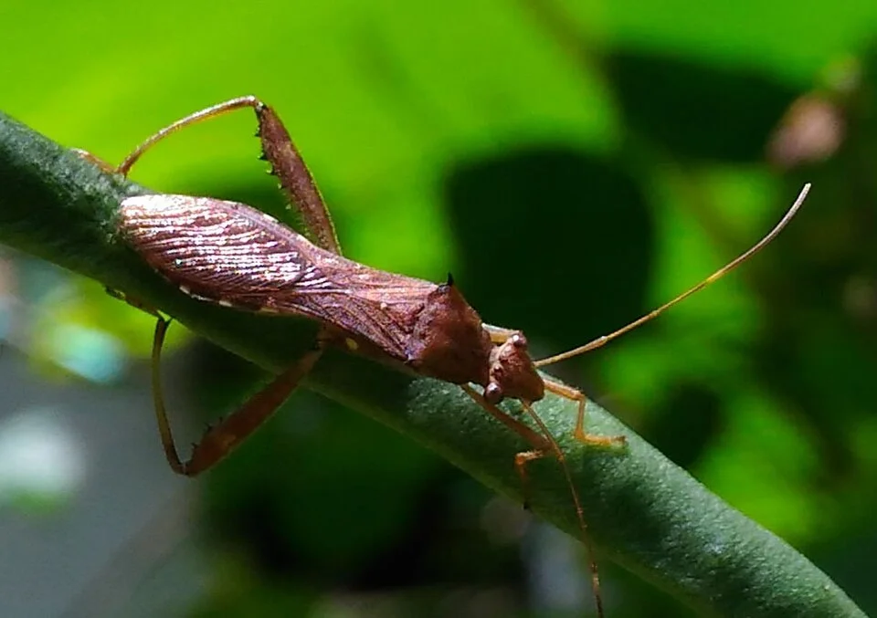 Pod-sucking bugs