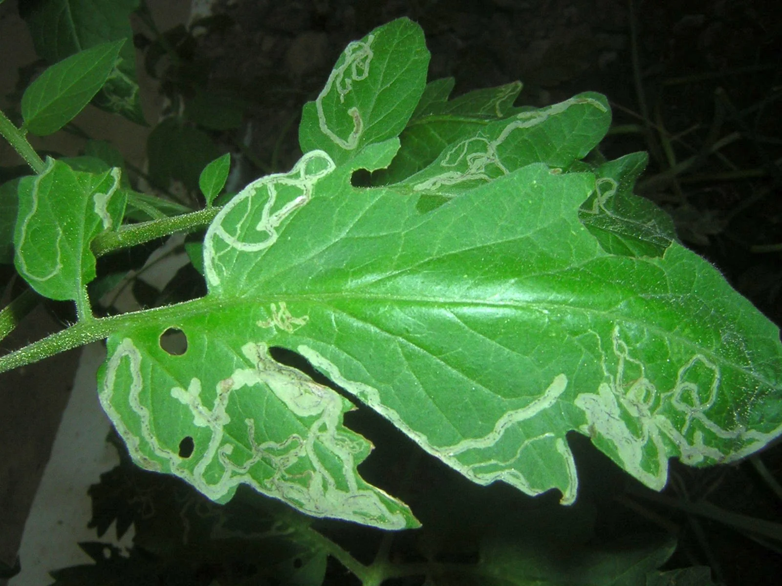 Tomato leaf riddled with pale, winding serpentine leaf-miner tunnels