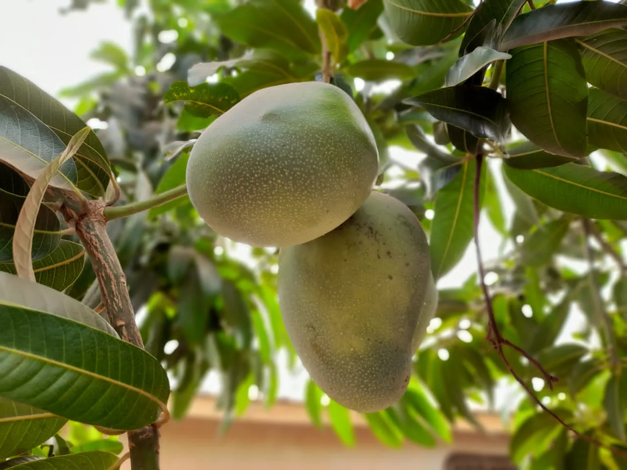 Green mango fruits hanging on the tree among the long leaves