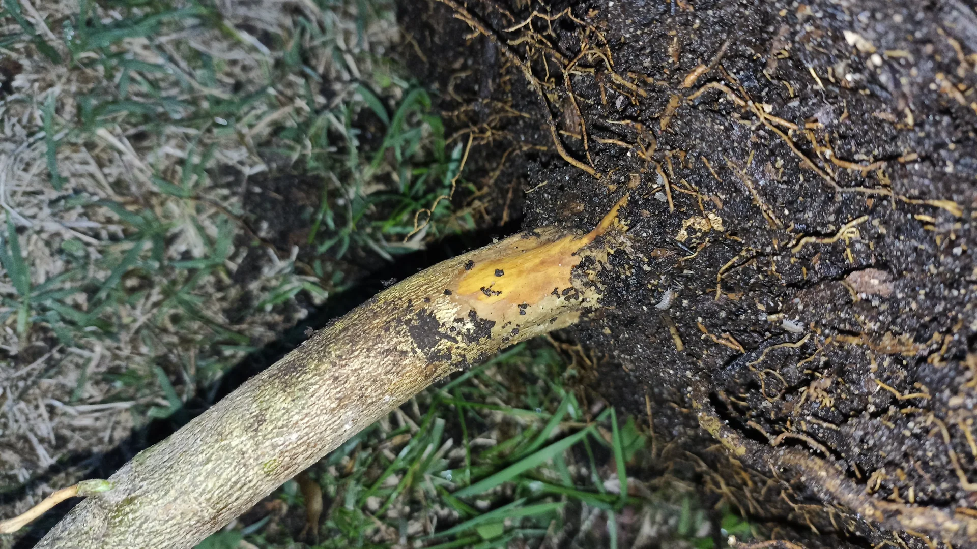 The stem-base and roots scraped clear: a discoloured, rotting collar at the soil line with browned, soft roots below — Phytophthora collar and root rot (shown here on a woody host).