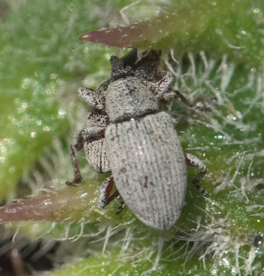 A small greyish seed weevil with a long, down-curved snout gripping a hairy plant stem — the hard-shelled adult that bores niger seed.