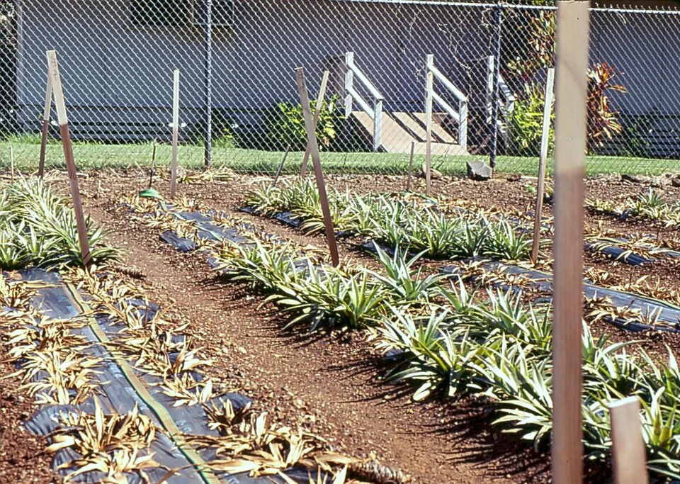 Phytophthora root rot