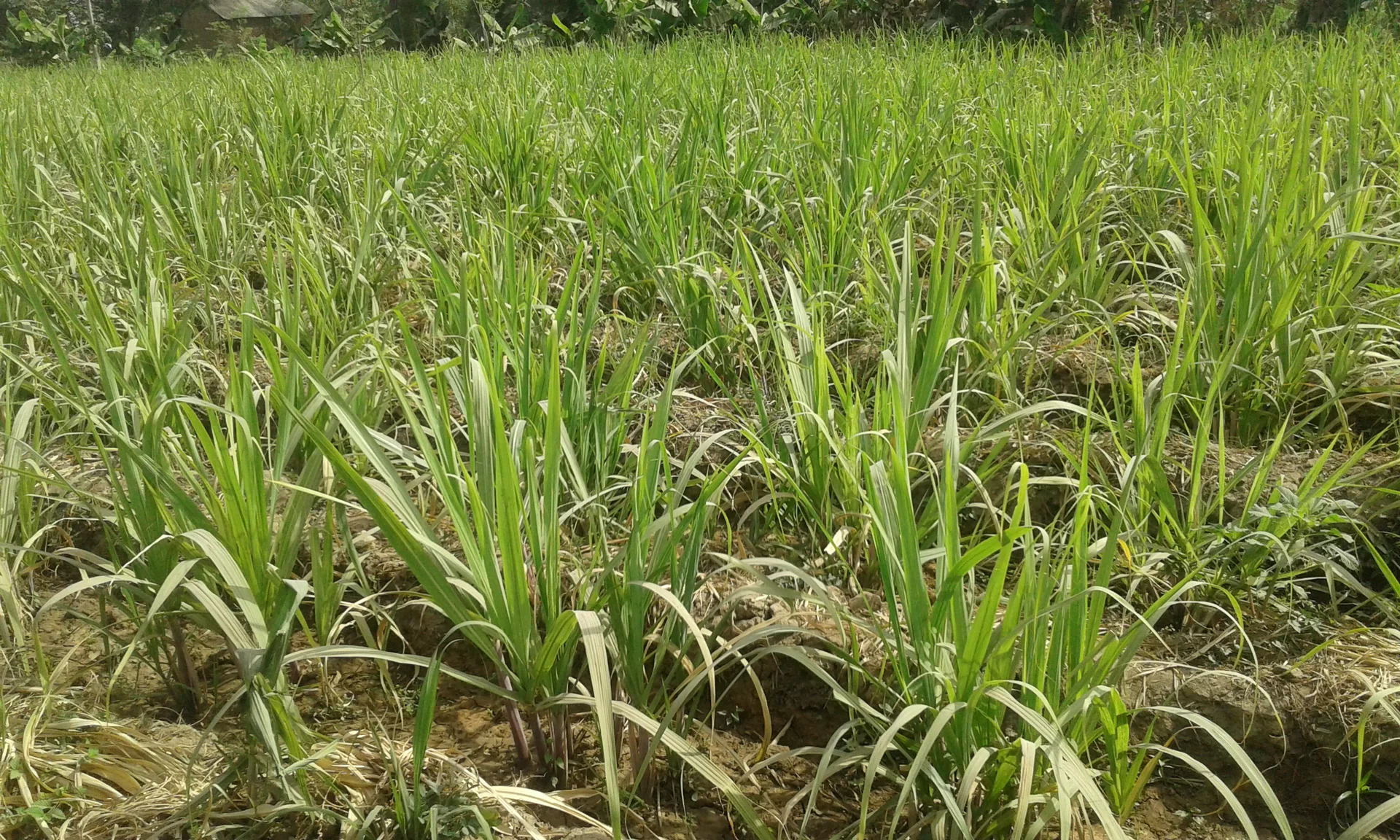 Ratoon sugarcane stand in Nigeria, thin and short tillers regrowing from stubble on dry cracked soil