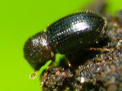 Coffee berry borer