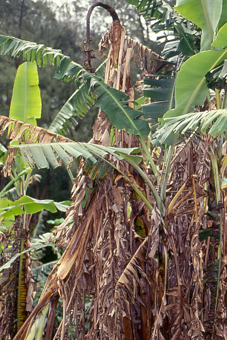 Banana plant with Fusarium wilt (Panama disease): older leaves collapsed, browned and hanging dead down the pseudostem while younger leaves stay green