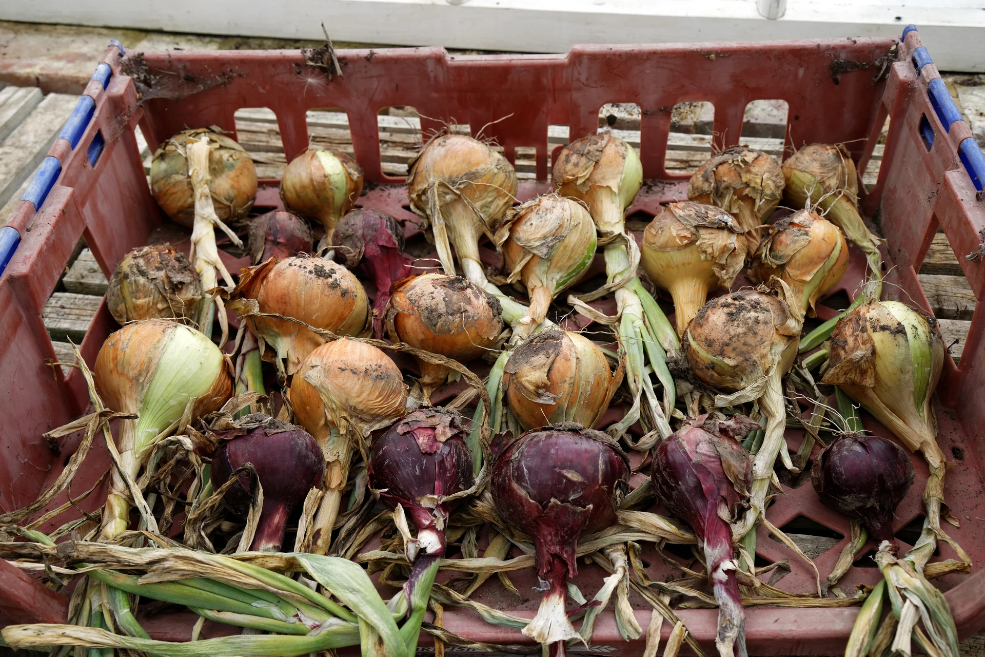 A crate of harvested onion bulbs, red and brown skinned, with dried tops