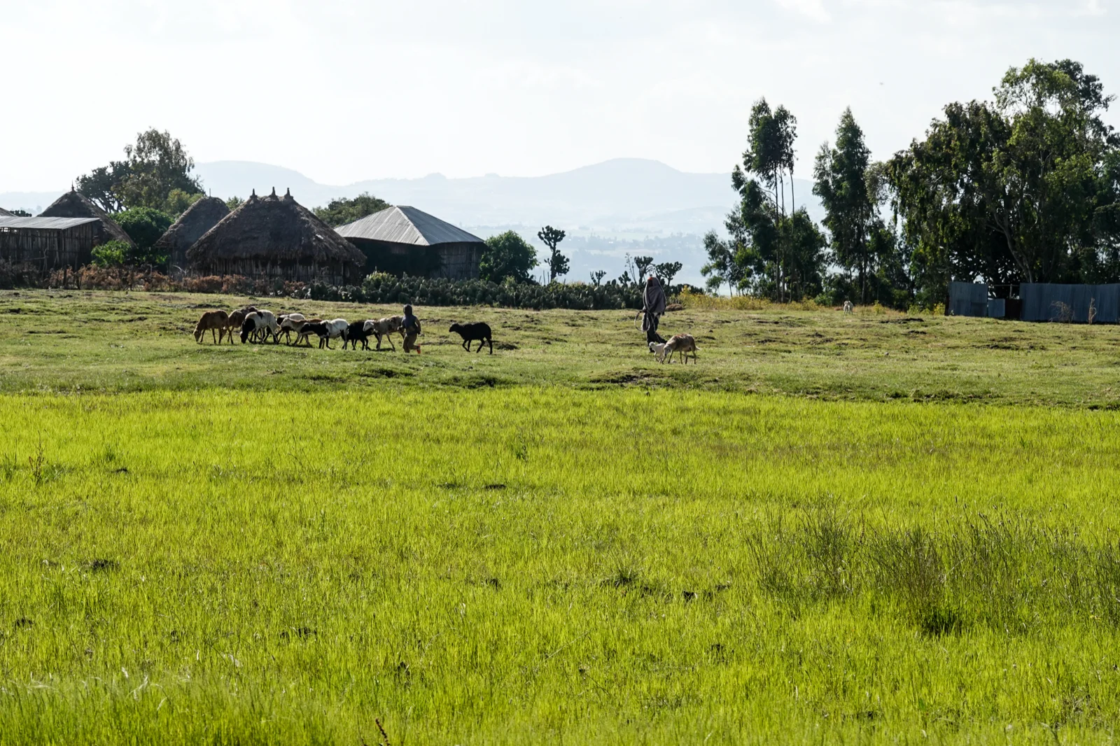 A green field of growing teff in Oromia, Ethiopia, the crop the red teff worm attacks in the warm, wet spell after the rains.