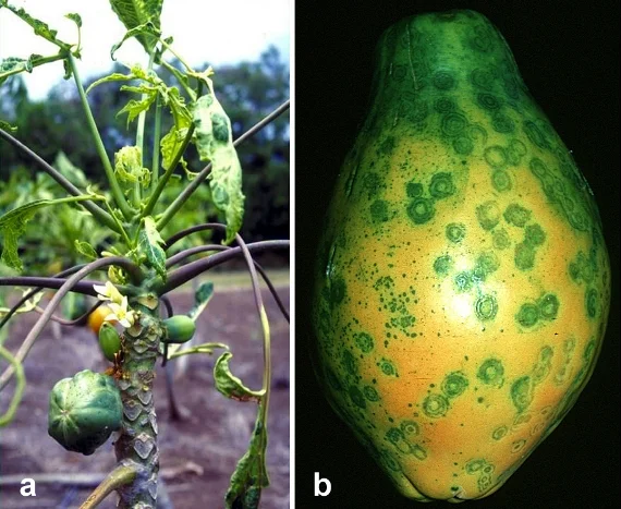 Papaya ringspot virus