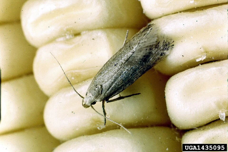 Angoumois grain moth