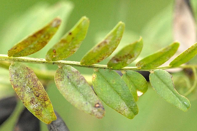 Ascochyta blight leaf spots on a legume (vetch) plant in the field