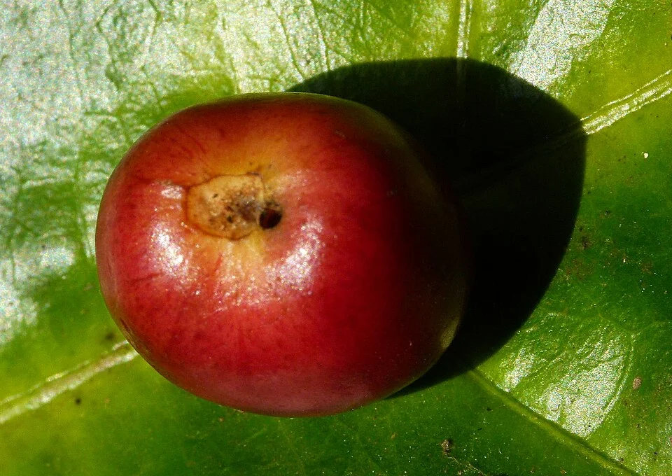 Coffee berry borer