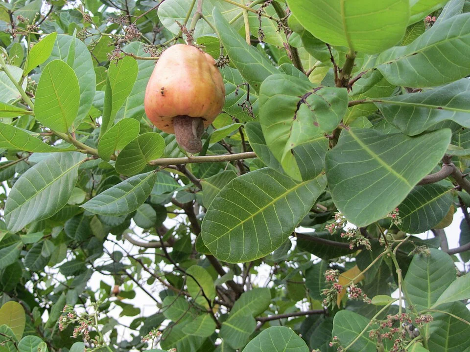 Cashew