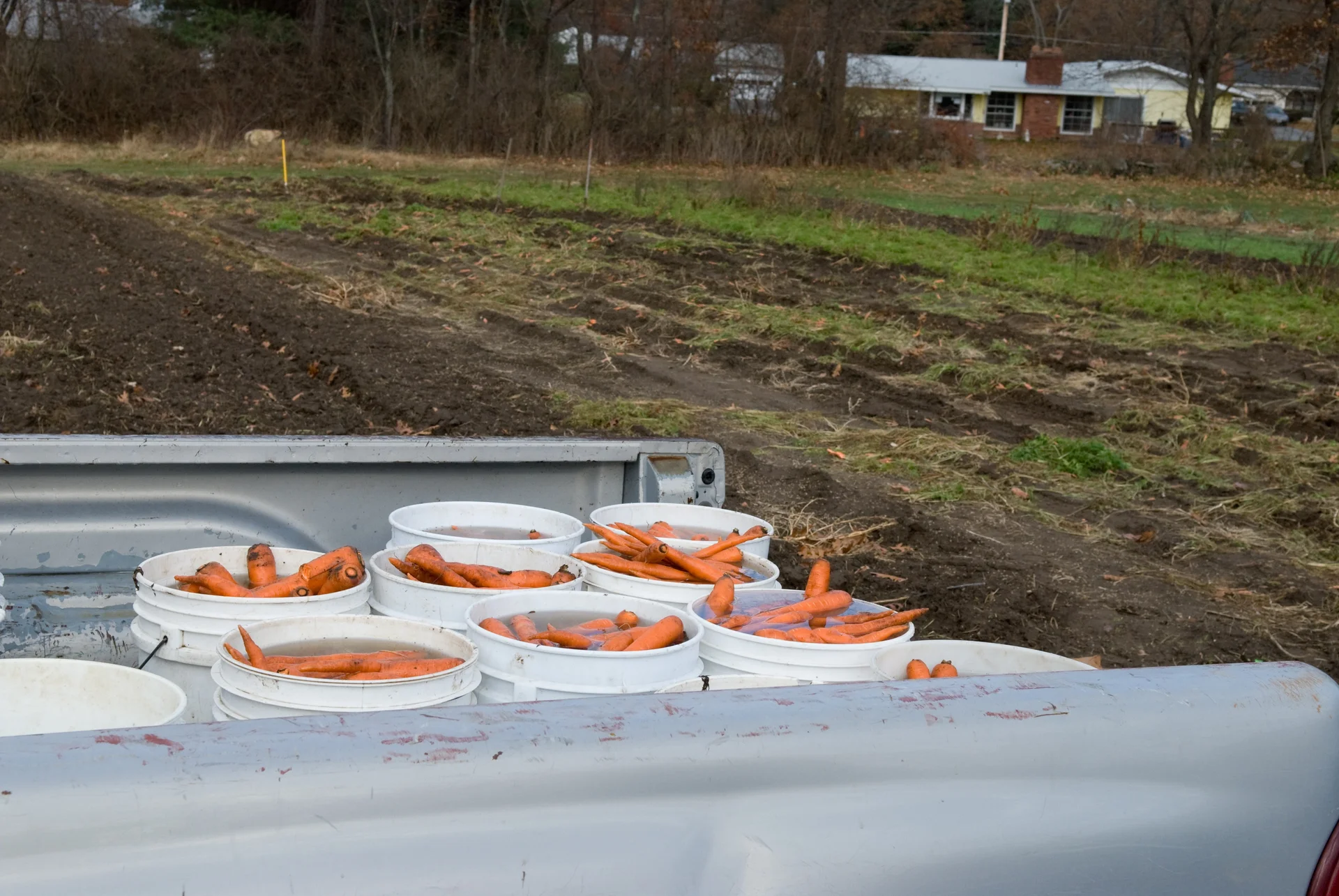Freshly harvested orange carrots washing in tubs of water at the edge of a field