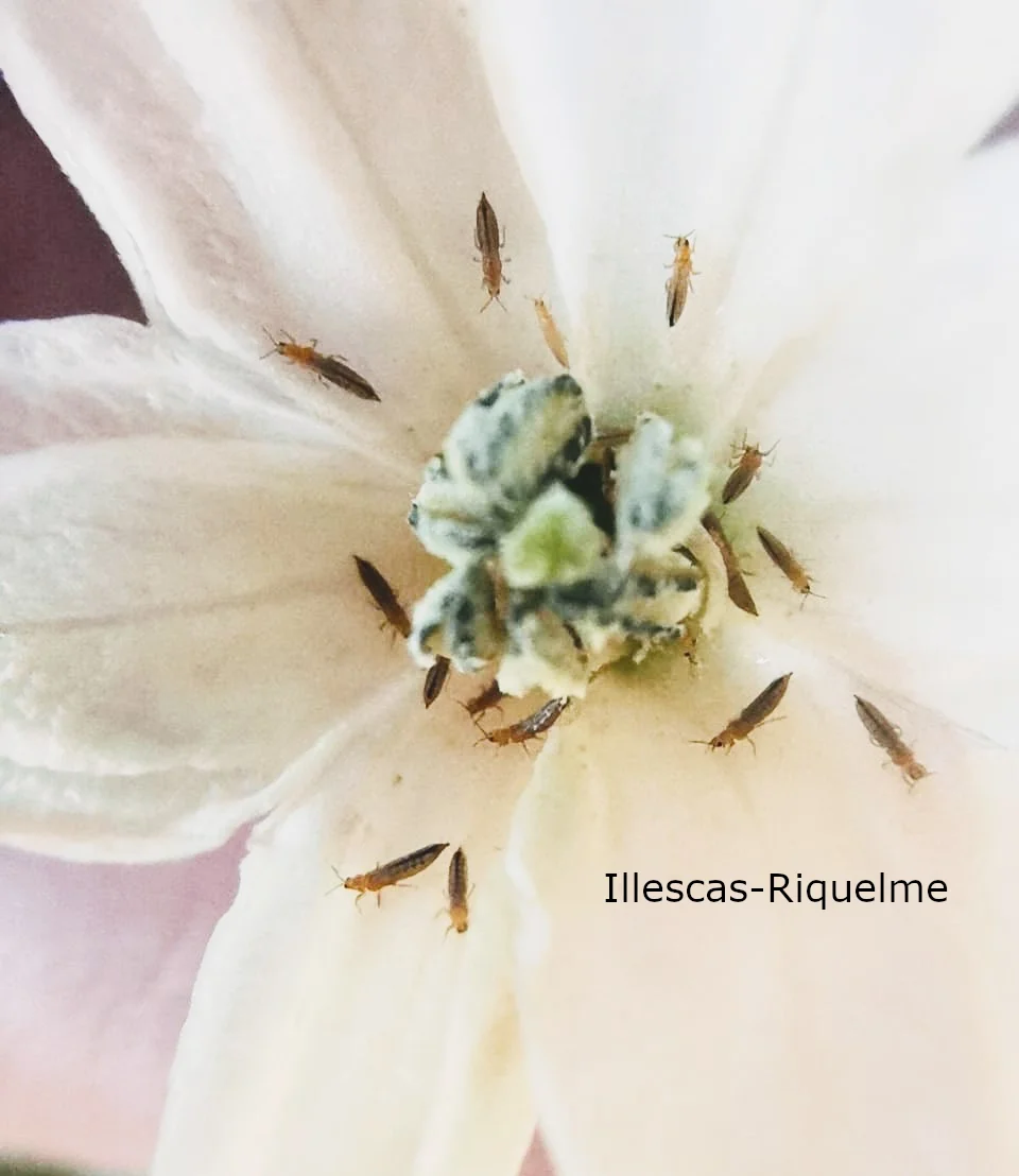 Many tiny pale straw-brown thrips crawling over a white flower