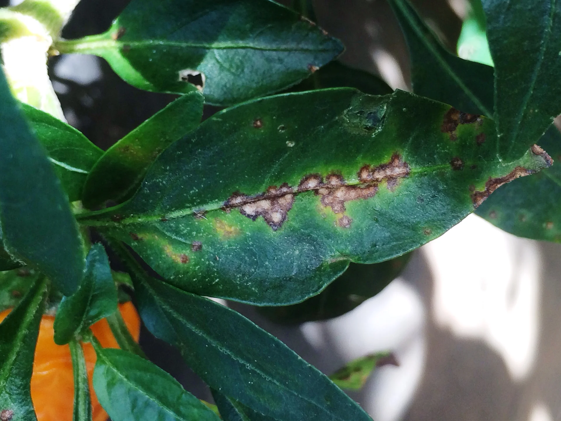Pepper leaf with coalescing brown bacterial-spot lesions and yellowing