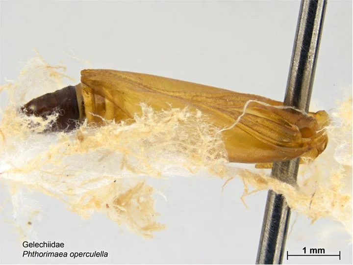 Potato tuber moth