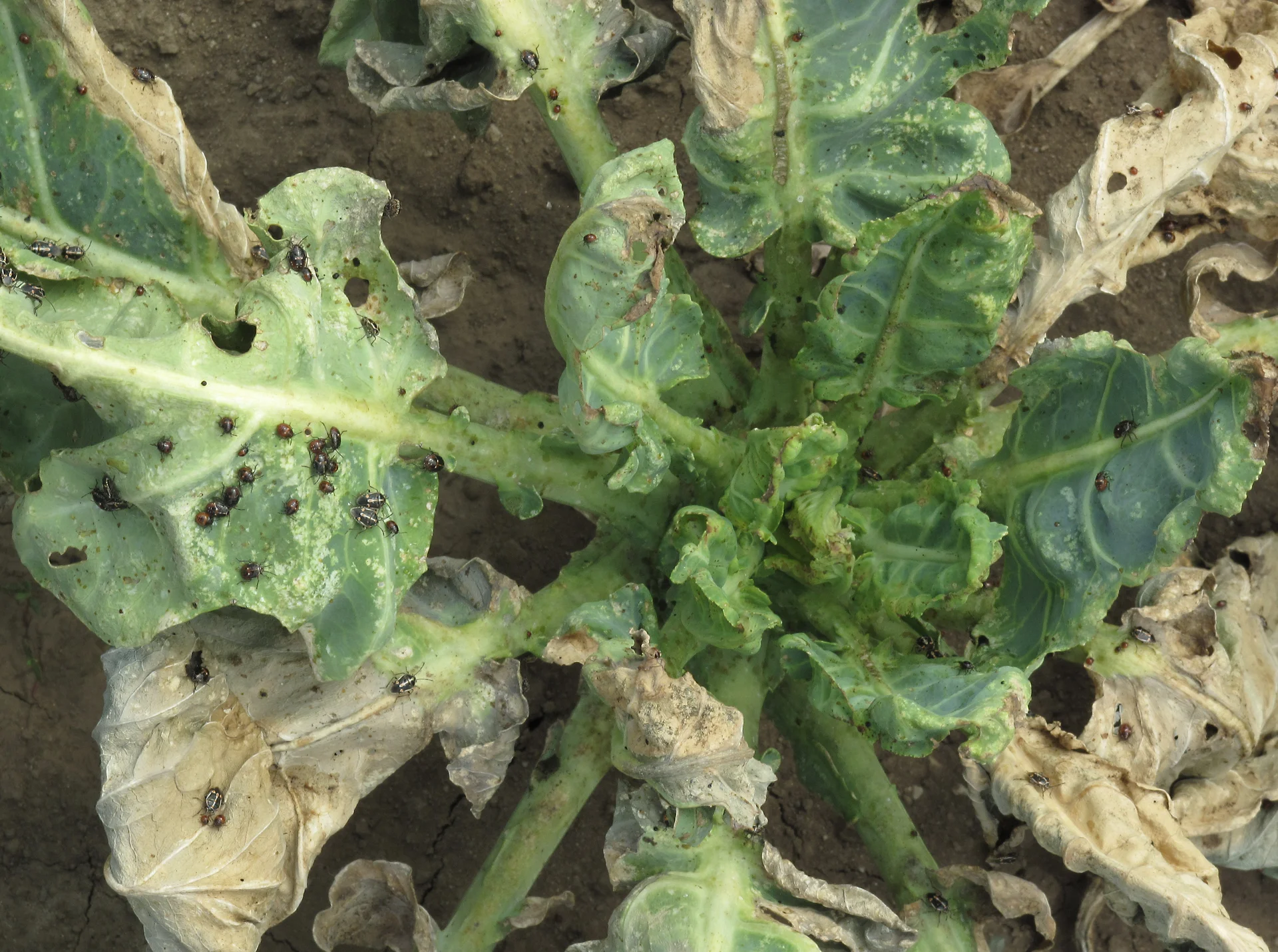 Bagrada bugs, adults and red nymphs, clustered on a collard greens (brassica) plant with pale stippling damage and scorched, wilting leaves