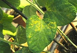 Asian soybean rust