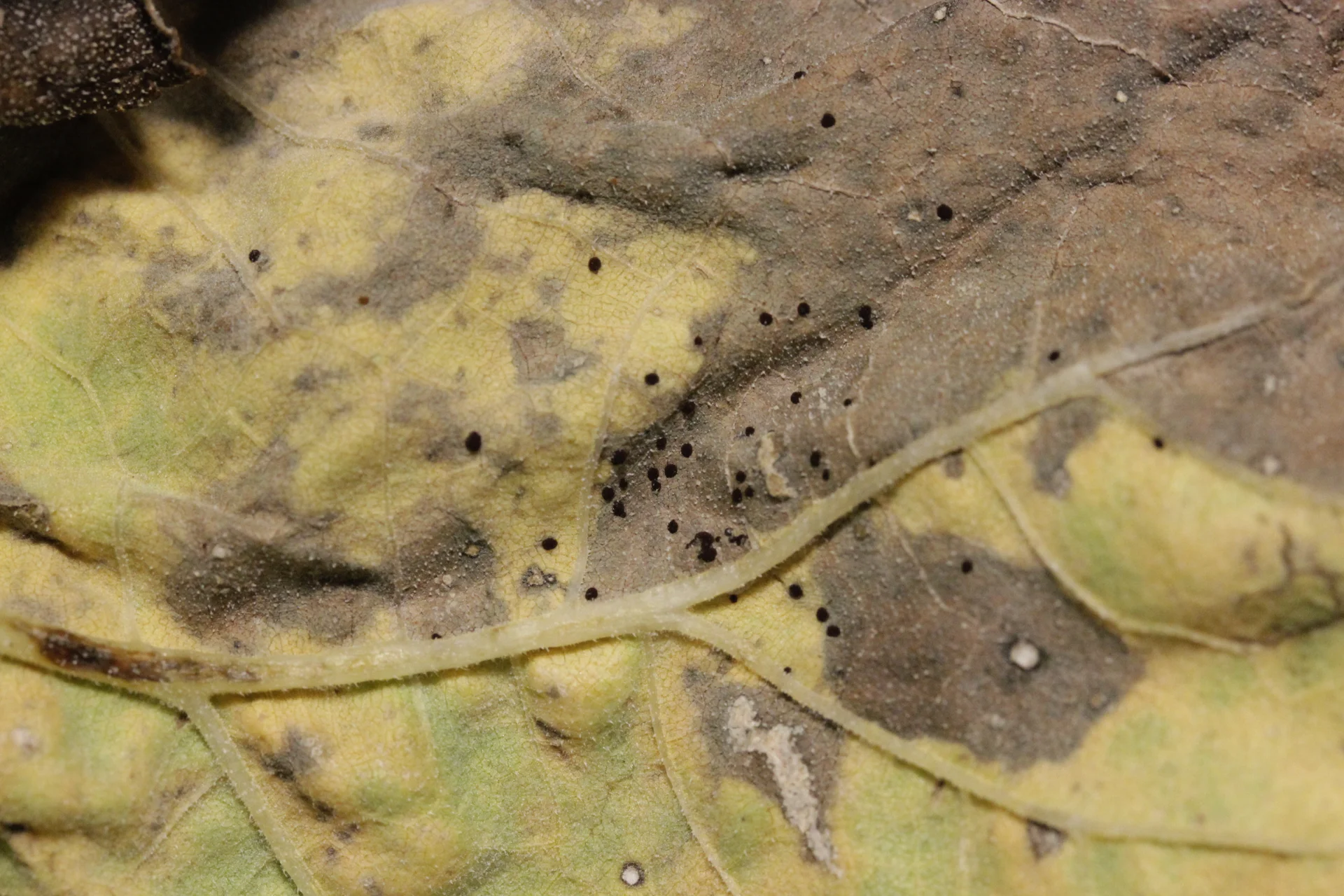 Rust on a sunflower leaf: yellowing tissue with dark brown-black pustule patches spreading along the veins