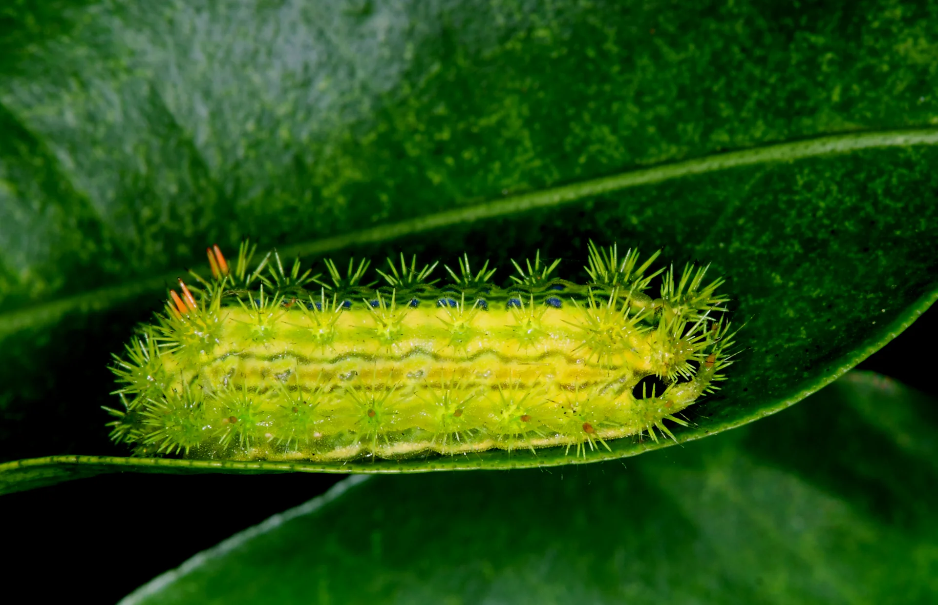 Flat, sluglike nettle caterpillar (slug moth larva, Parasa lepida), bright green and yellow with rows of stinging spines, resting on a leaf