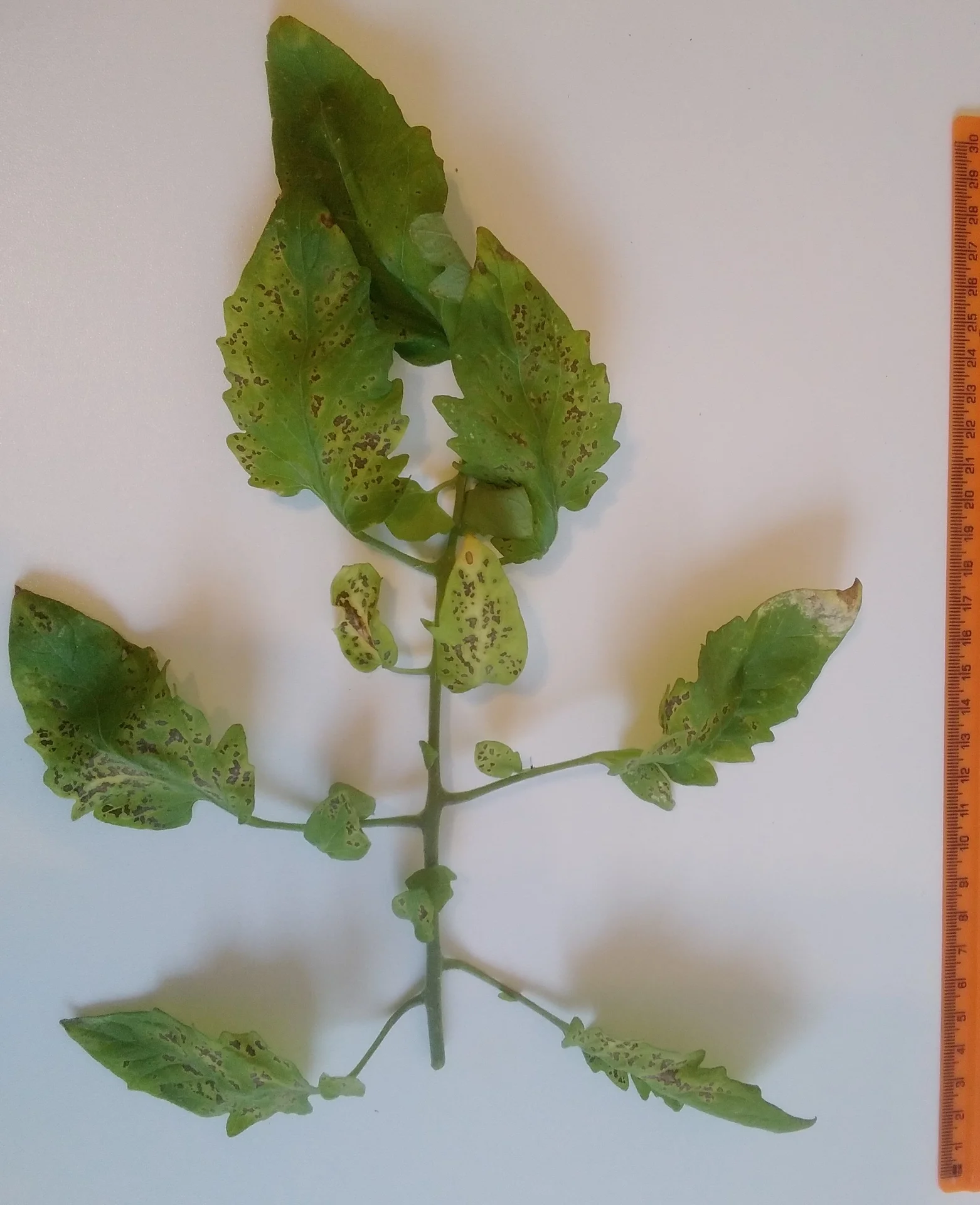 Tomato leaf peppered with many small dark-brown leaf-spot lesions (Septoria leaf spot)