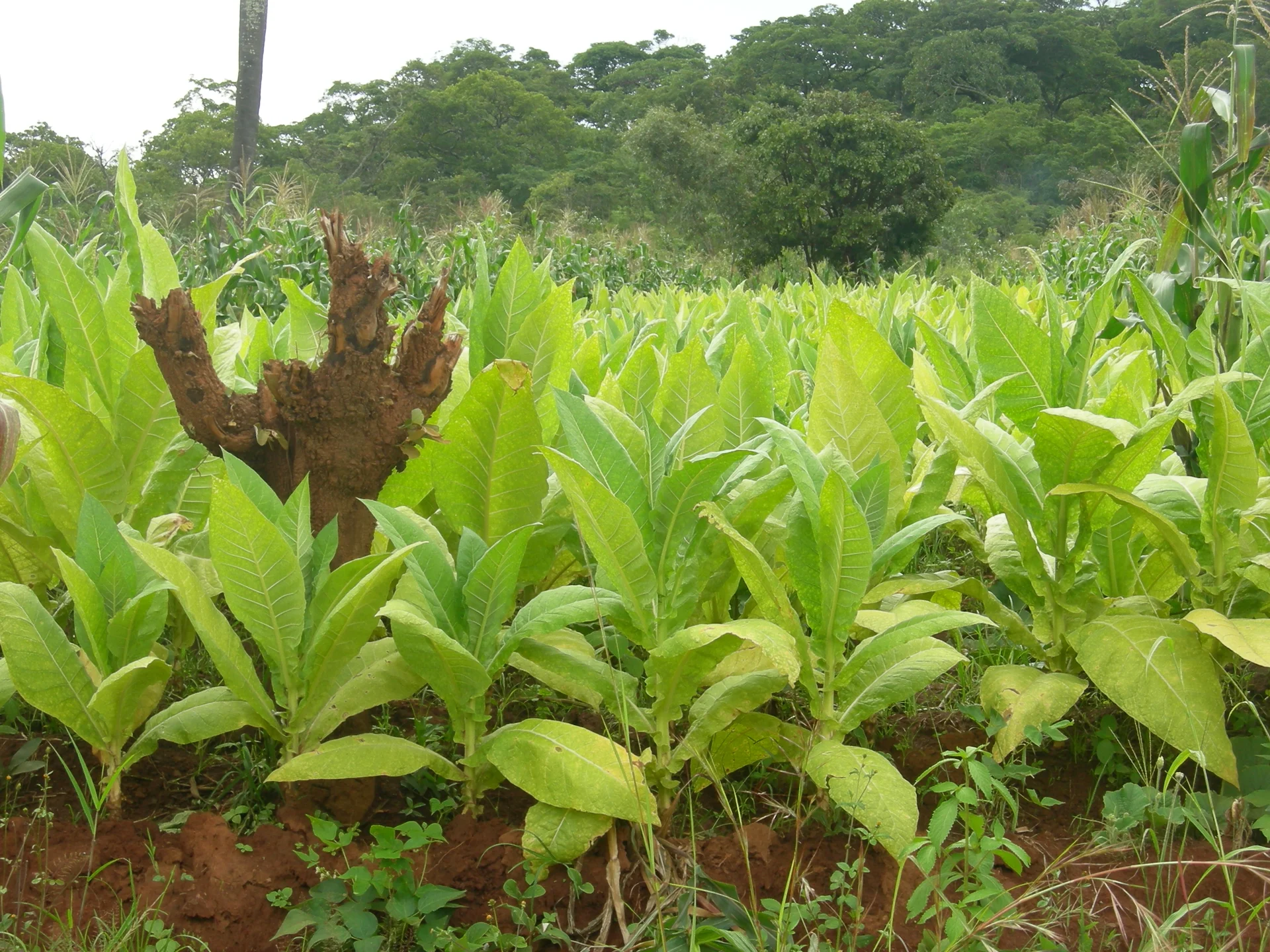 Smallholder tobacco field in Malawi, broad green tobacco leaves growing in red soil with maize alongside