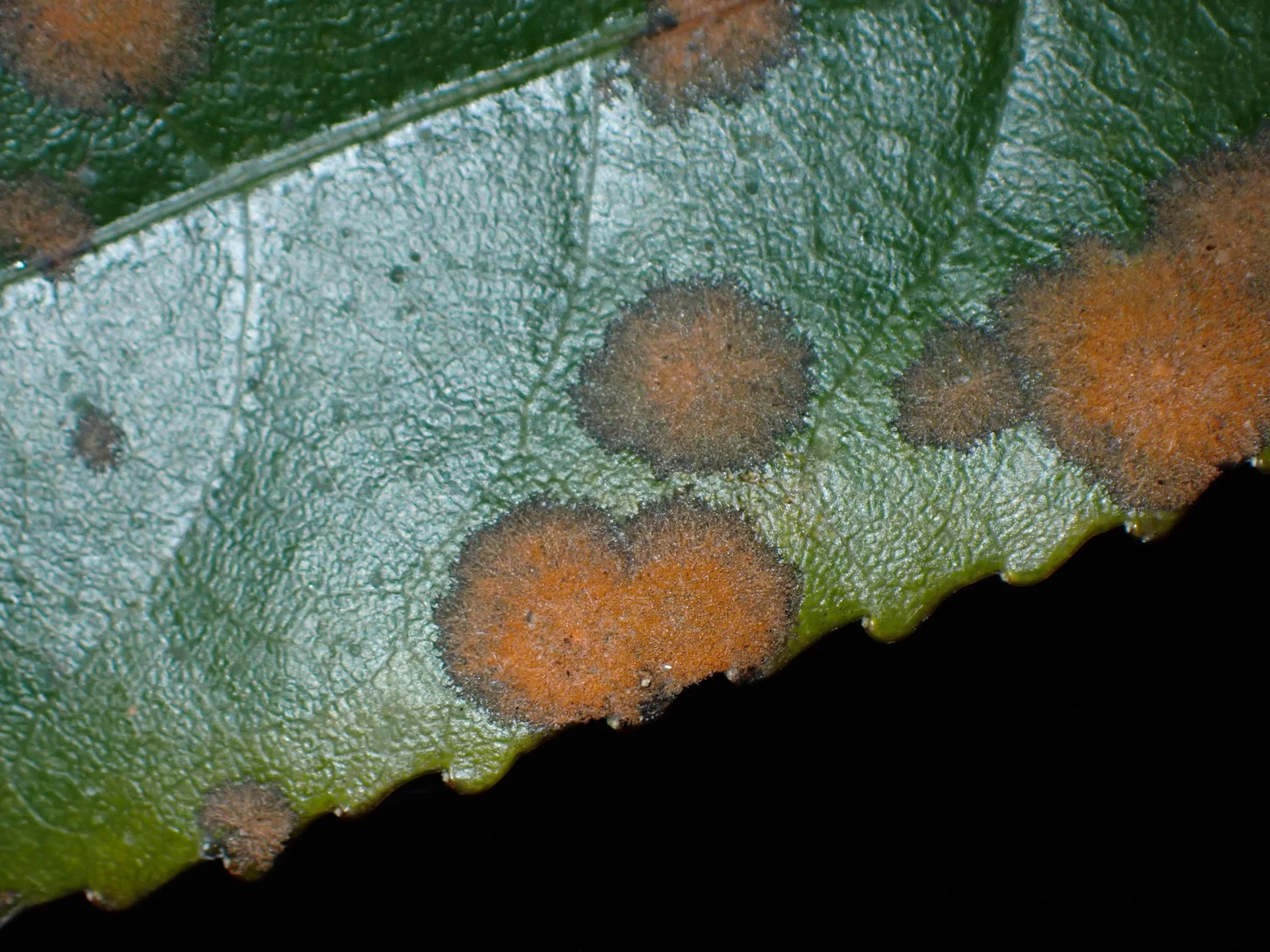 Round raised algal leaf spots with rusty-orange velvety fruiting centres on a leaf