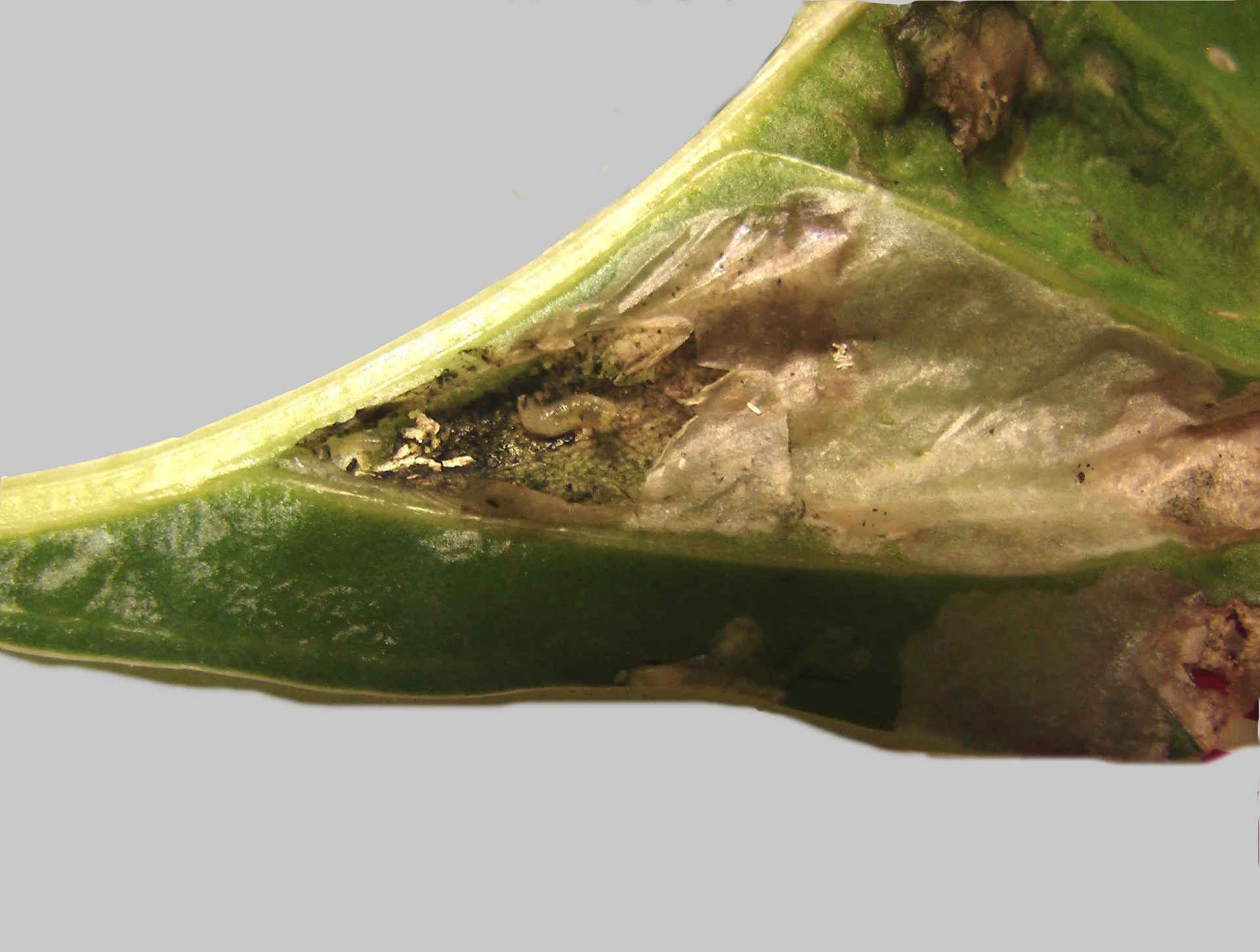 A leaf blister peeled back to reveal the pale beet leaf miner maggot feeding inside