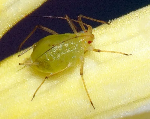 Close-up of a single soft green aphid showing its pear shape and tail cornicles
