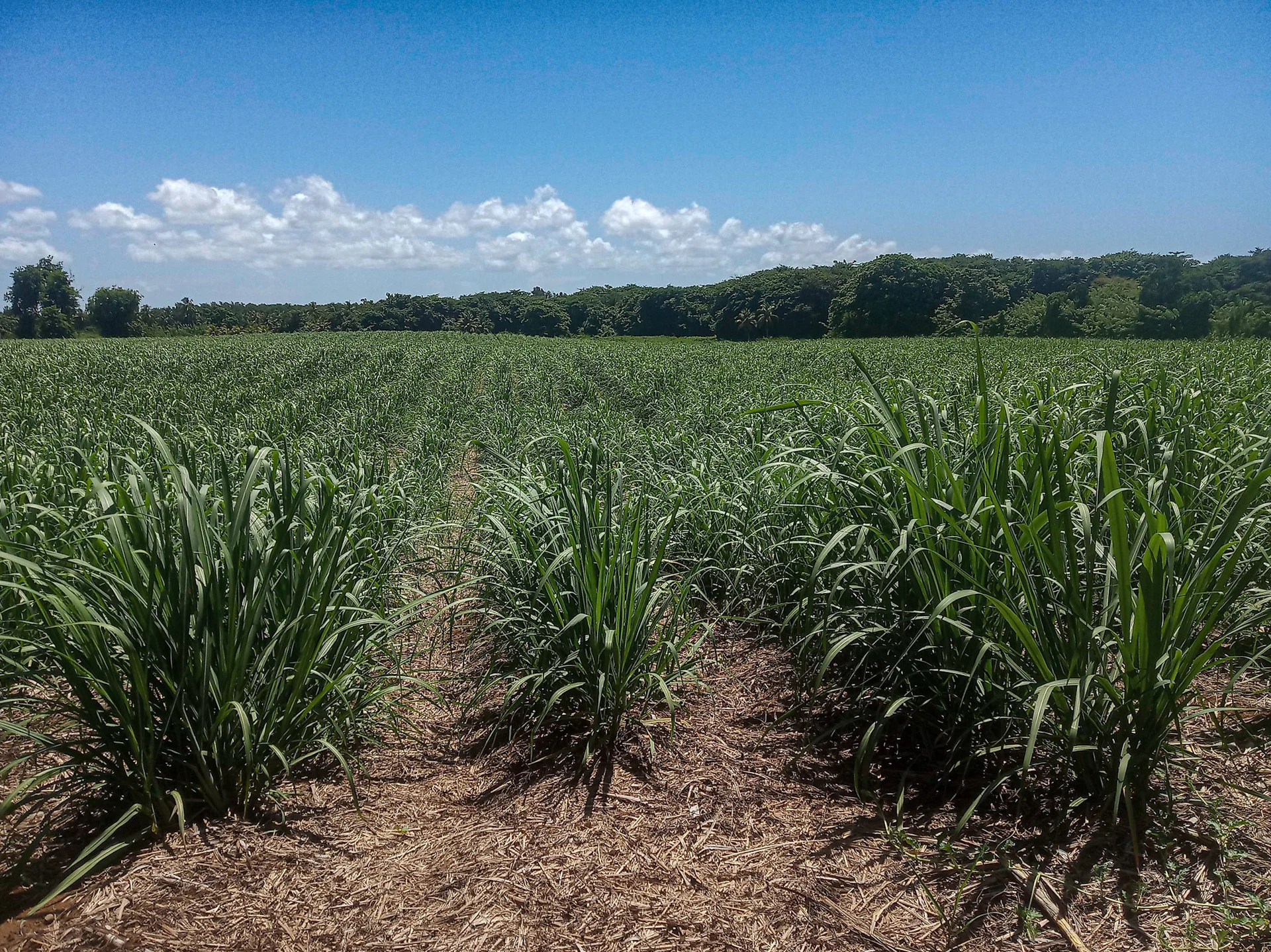 A sugarcane plantation: rows of leafy green cane clumps growing in a field